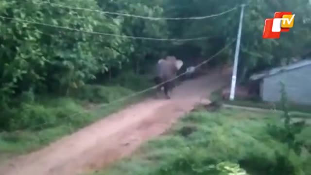 Straying Elephant Triggers Panic In Odisha’a Athagarh