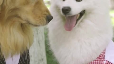 Dog short film - The Boss part 1