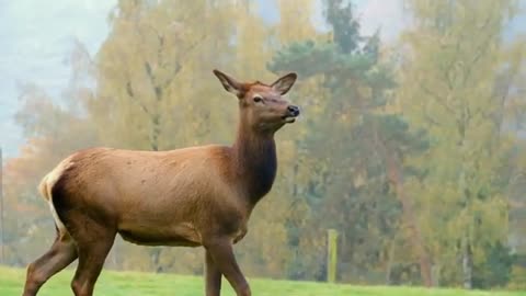 deer video in forest