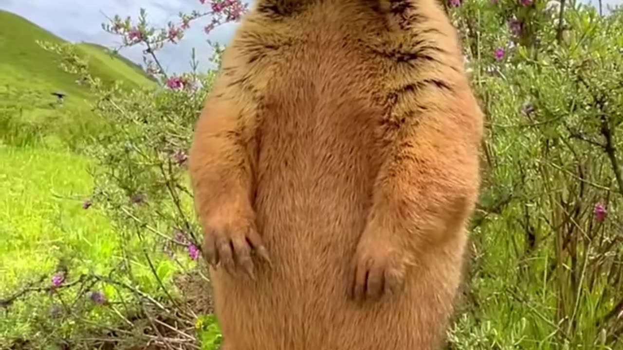 Cute Wild animal bobak marmot