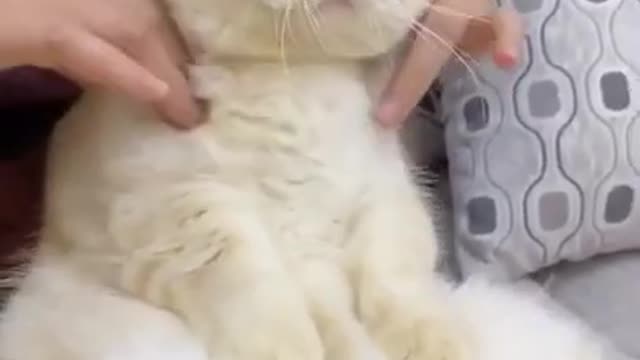 Cute cat get massage from therapist