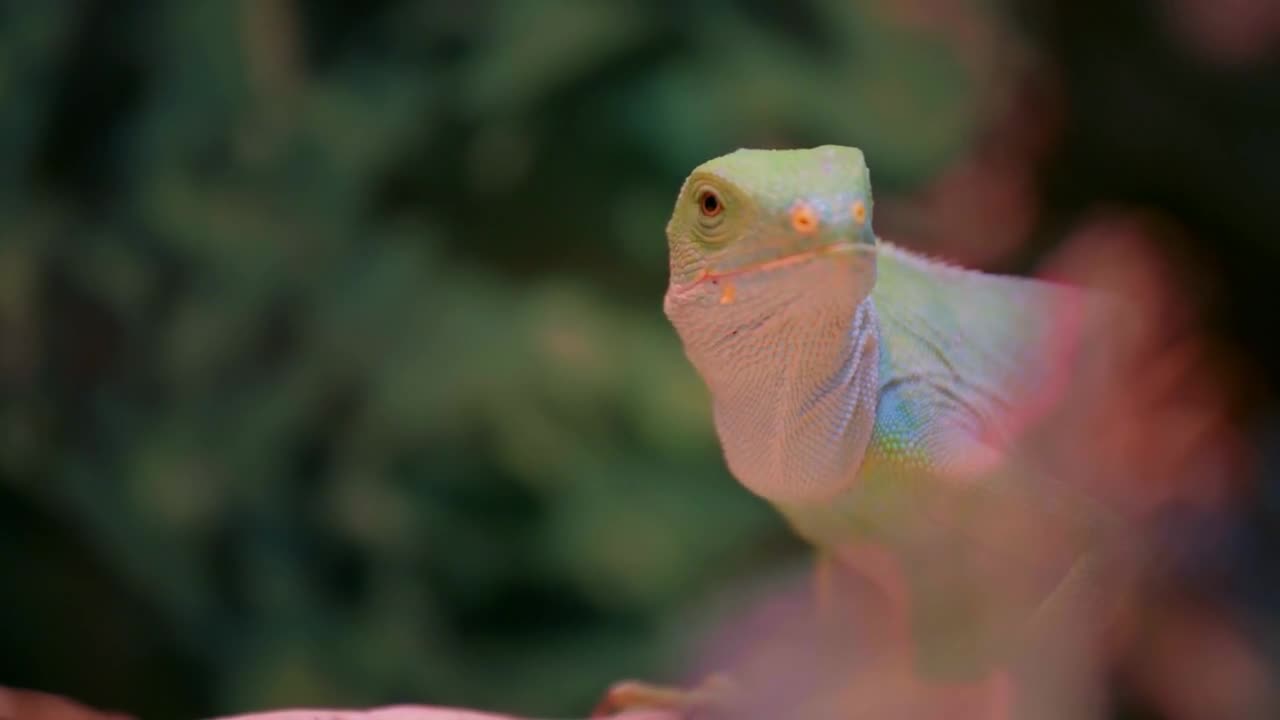 Iguana lizard peeping from behind a tree trunk