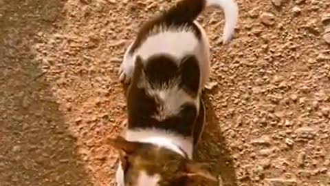 Lovely dog