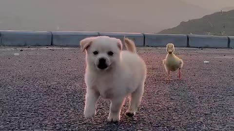 The dog and the duckling were best friends growing up together