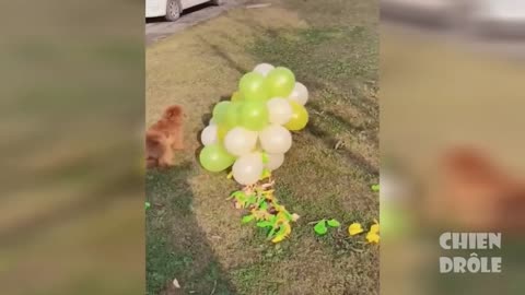 Trying Not To Laugh Funny Dog Videos