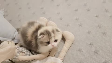 How to playing your cute kitten | cute kitten videos short leg cat