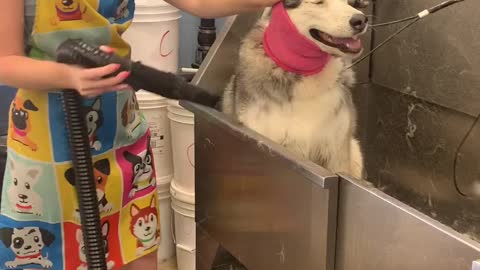 Freya wants all her husky friends to know how much she enjoyed her spa day