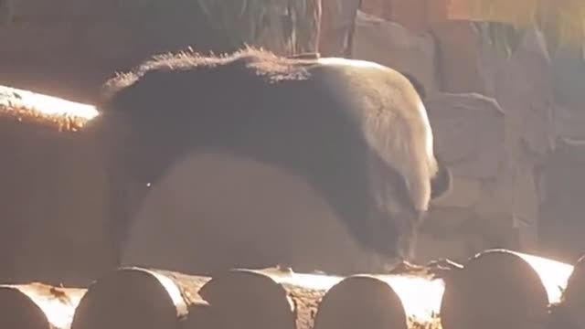 Pandas bask in the sun