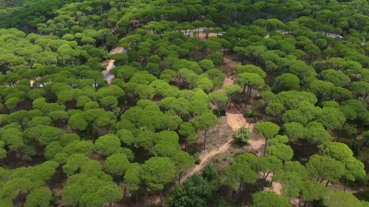 Forest Drone Shot Video || No Sound Video || Copywrite free Video || Resusable Video