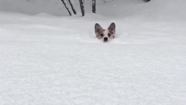 Dogs are happy to play in the snow when they see snow for the first time