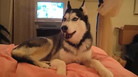 Husky says ' I Love You'