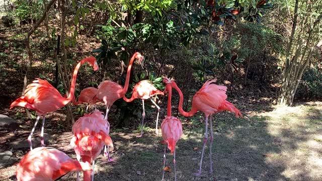 FLAMINGO FIGHT NASHVILLE ZOO￼￼