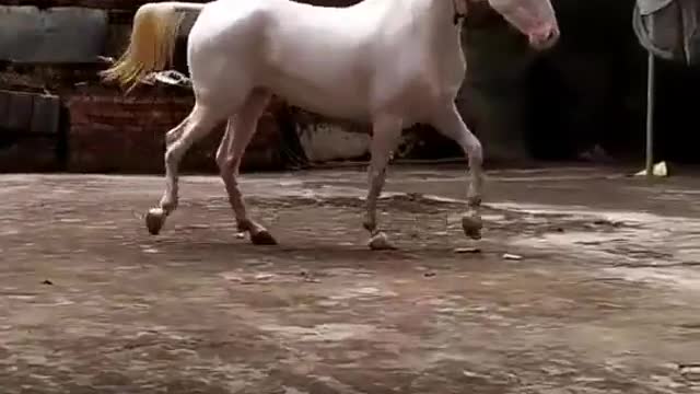 White mare