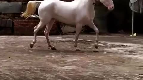 White mare