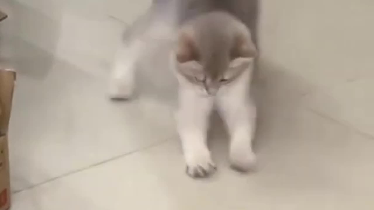 Cute Funny Cat