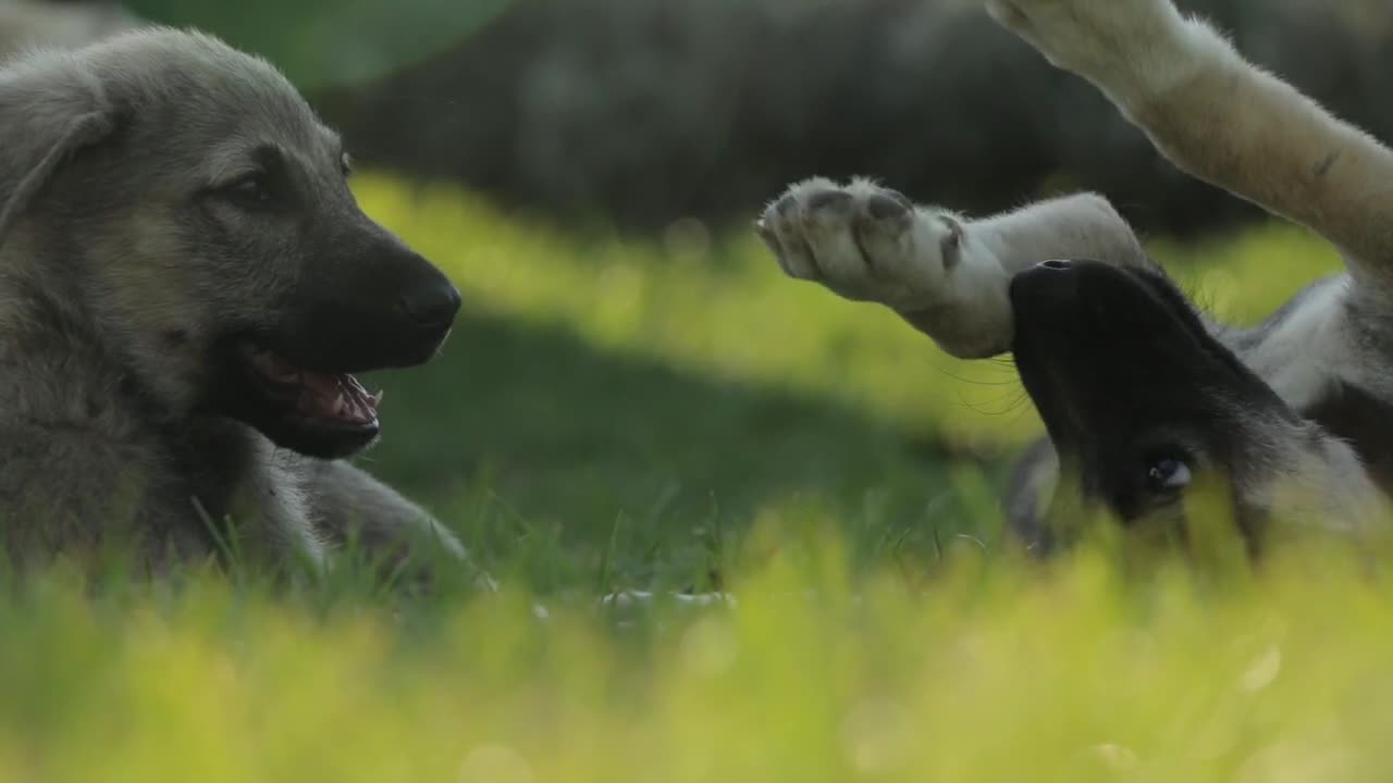 these dog paying together is really relaxing