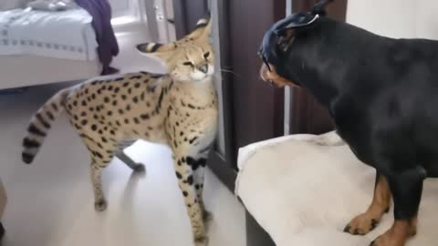 cat and dog battle