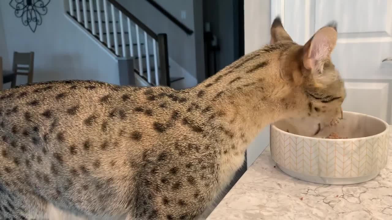 Big Cat Kumba Loves Eating At The Counter! He’s Happy And Purring