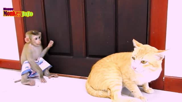 Cat fight monkey