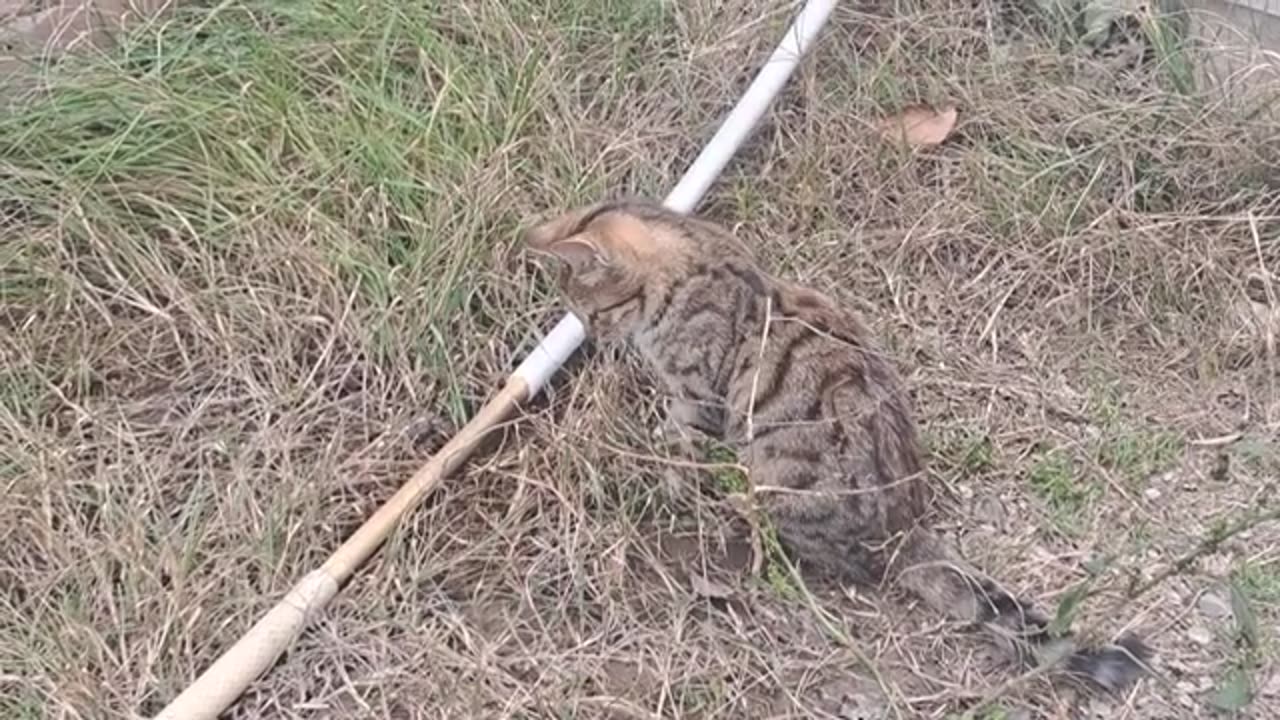 A playful cute kitten is playing in the yard.