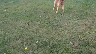 Shepherd Frisbee Fail