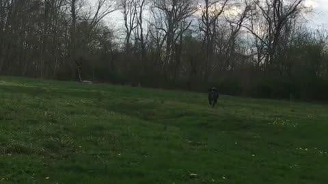 Black dog runs from field into camera