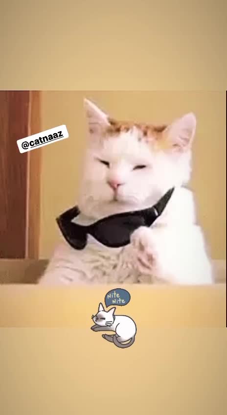 When a cat wears glasses