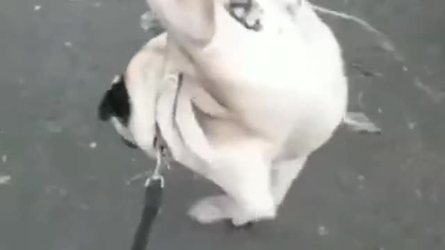 Funny Dog