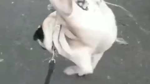 Funny Dog