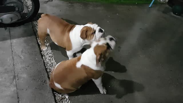 Extraños Bulldogs toman agua de lluvia con la lengua