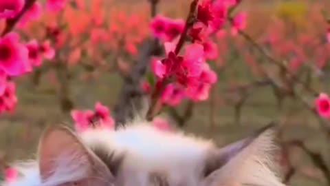 video cate catlover cat shortideeo funny