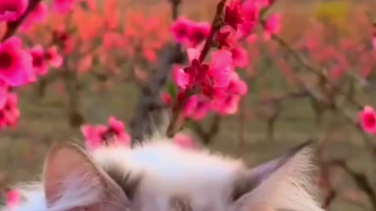 video cate catlover cat shortideeo funny