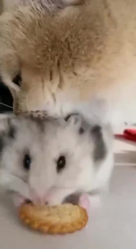 Mice and cat funny love ❣️ 🥹🤣🤣🤣