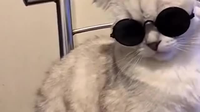 cute cat wearing sunglasses,Funny Cats, Funniest Cats, Best Funny Cat Videos Of This Week #short 10