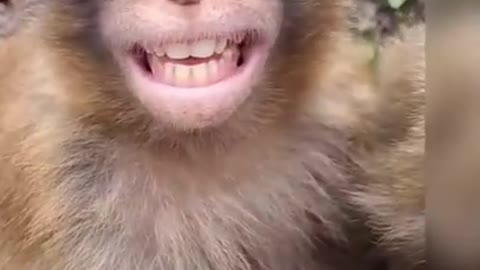 Monkey video