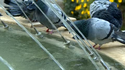 Urban Pigeons.