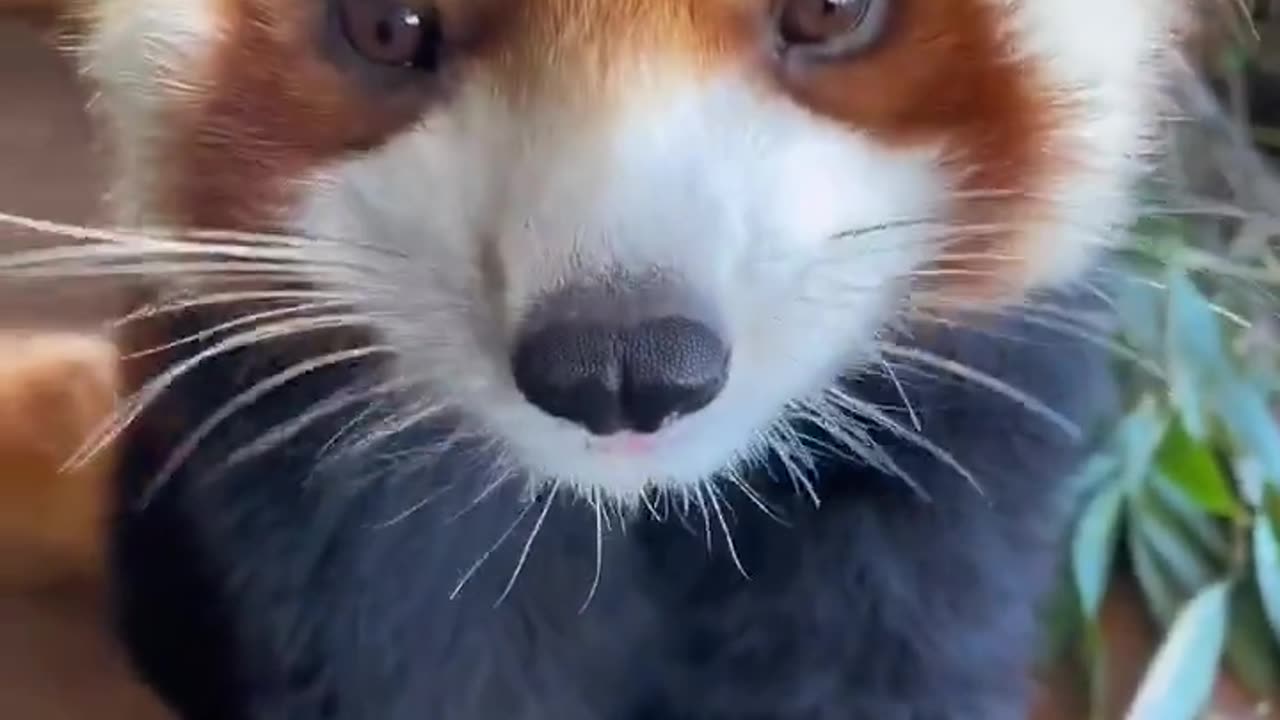 Red Pandas are so cute