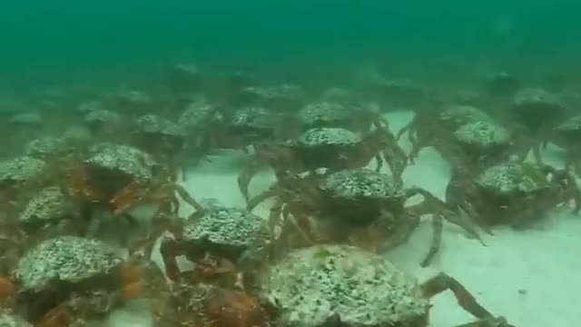 An army of spider crabs has invaded the Cornish coast