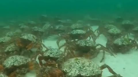 An army of spider crabs has invaded the Cornish coast