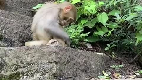 #short Baby Monkey 🐒😅 | animal video 2021