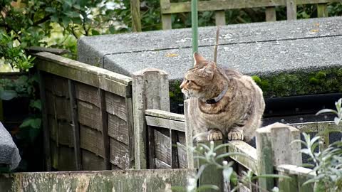 Cat And Squirrel