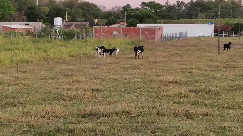 Bezerras brincando no pasto