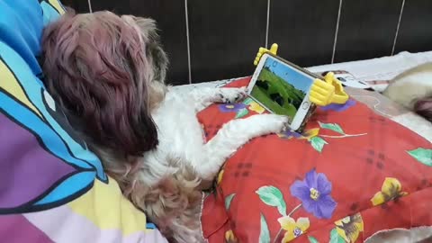 Dog Watches Favorite Show in Style