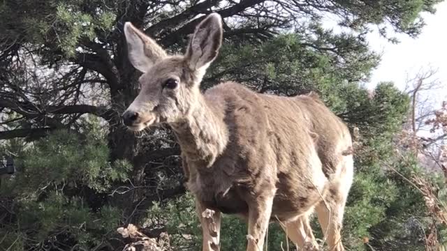 Best animals shorts shotvideo