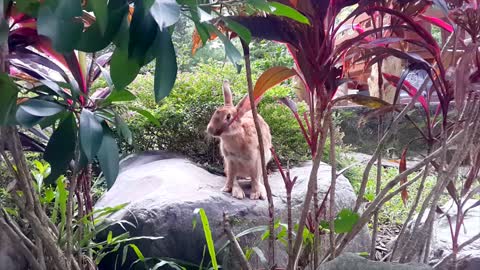 Brown Rabbit Eating Leaves