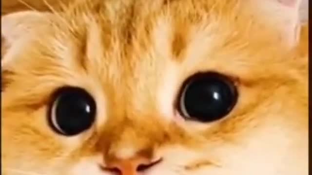 Cute 🐈🐈Cat videos