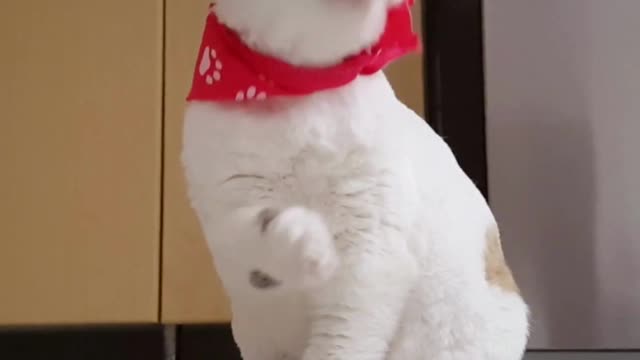 Video of funny cat