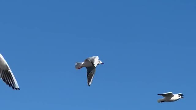 Views of birds in the sky are the most beautiful thing