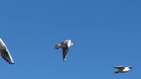 Views of birds in the sky are the most beautiful thing