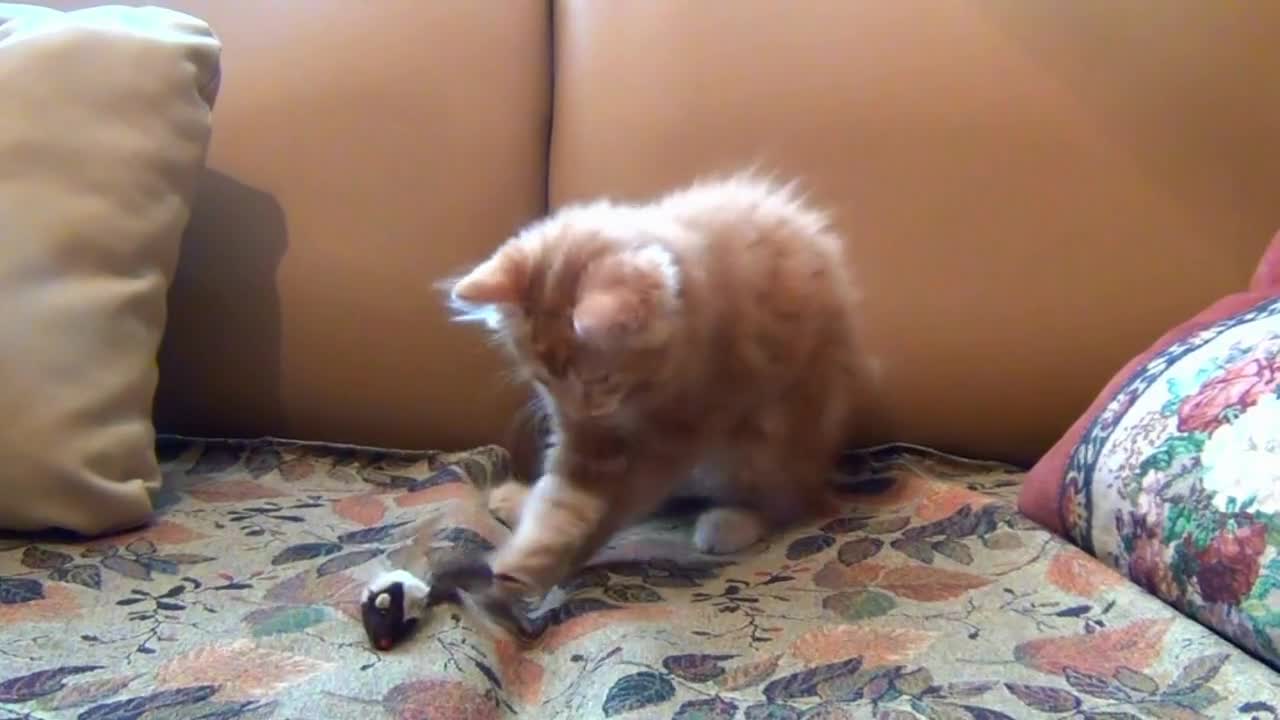 Cat Playing With Toy Rat And Practicing His Skill for Catching Rat.